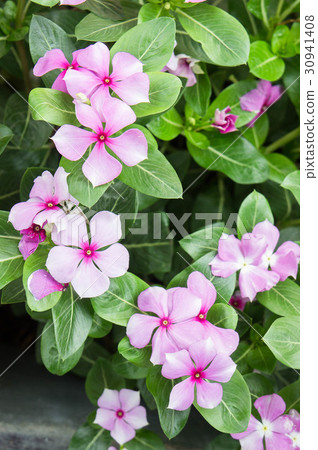 Vinca rosea flowers blossom in the garden 30941408