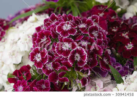 Dark red sweet william flowers bouquet 30941458