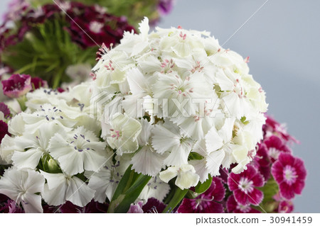 White sweet william flowers bouquet 30941459