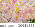 Cherry Blossoms	 30941883