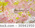 Cherry Blossoms	 30941950