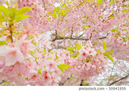 Cherry Blossoms Cherry Blossoms 30941950