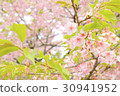 Cherry Blossoms	 30941952