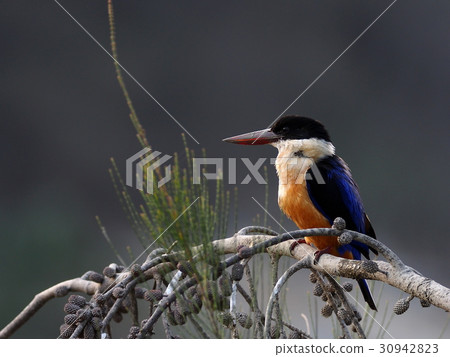 Yamashou bin 30942823