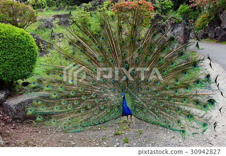 Indian peacock Indian peacock 30942827