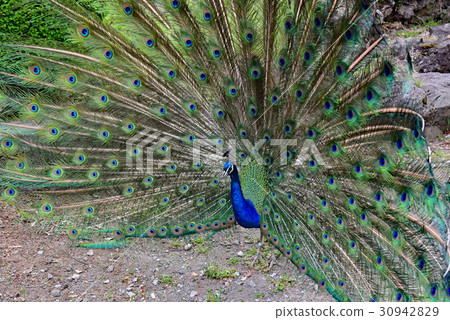 Indian peacock 30942829