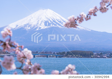Spring Fuji Five Lakes of Japan, Landscape of Kawaguchiko (Cherry Blossoms) Spring Fuji Five Lakes of Japan, Landscape of Kawaguchiko (Cherry Blossoms) 30942994