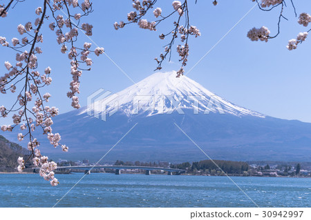 Spring Fuji Five Lakes of Japan, Landscape of Kawaguchiko (Cherry Blossoms) Spring Fuji Five Lakes of Japan, Landscape of Kawaguchiko (Cherry Blossoms) 30942997