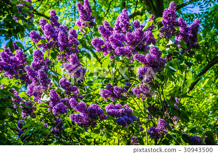 A beautiful bunch of blooms lilac flowers with A beautiful bunch of blooms lilac flowers with 30943500