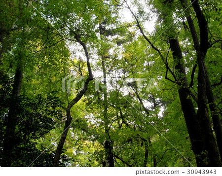 big green tree on spring in the park 30943943