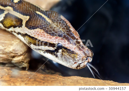 Snake head with put out tongue Snake head with put out tongue 30944157