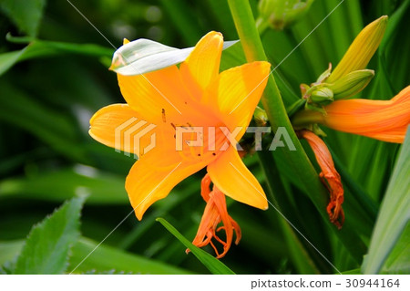Ezokanzou (Ezo Zenteika) Ezokanzou (Ezo Zenteika) 30944164