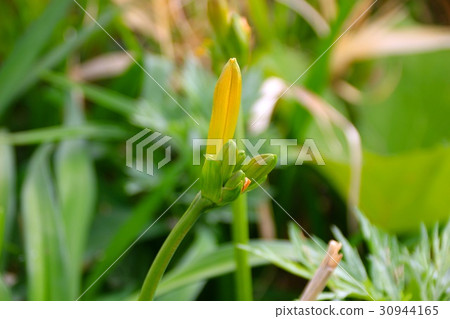 Ezokanzou (Ezo Zenteika) Ezokanzou (Ezo Zenteika) 30944165
