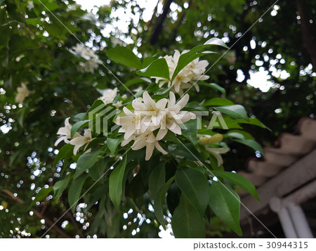 Orange Jessamine flower bouquet 30944315
