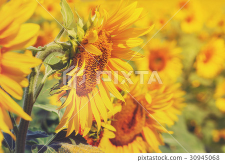 Field of sunflowers Field of sunflowers 30945068