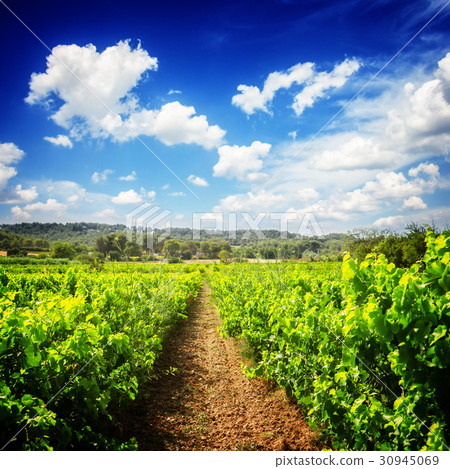 Vineyard Vineyard 30945069