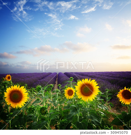 Sunflower and Lavender field Sunflower and Lavender field 30945070
