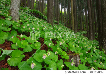 扇脈杓蘭 30945092