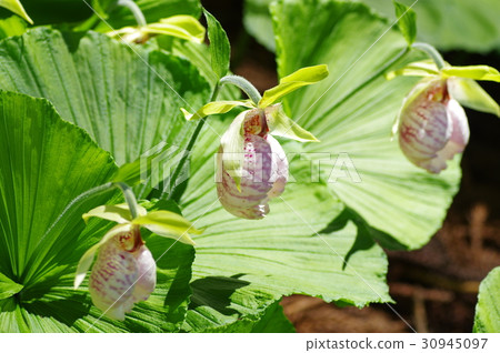 扇脈杓蘭 30945097