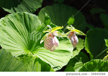 扇脈杓蘭 30945098