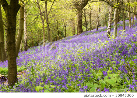 English Blue Bell Forest England 30945300