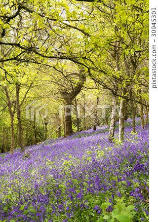 English Blue Bell Forest England English Blue Bell Forest England 30945301