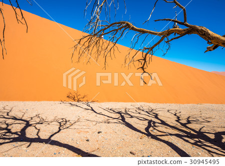 Dead Camelthorn Trees in Sossusvlei, Namib-Naukluf 30945495