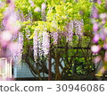 Wistera在另一邊 30946086