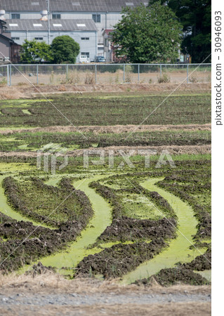 Ao midoro發酵發生稻田苔蘚氧氣泡Aoko Ao midoro發酵發生稻田苔蘚氧氣泡Aoko 30946093