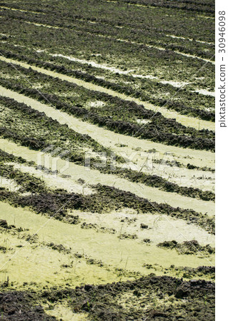 Ao midoro發酵發生稻田苔蘚氧氣泡Aoko 30946098