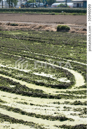 Ao midoro發酵發生稻田苔蘚氧氣泡Aoko 30946099