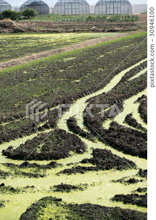 Ao midoro fermentation occurred paddy field moss oxygen bubbles Aoko 30946100