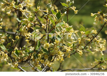 Natuzumi flowers 30946236