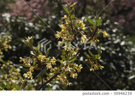 Natuzumi花 30946239