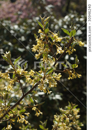 Natuzumi flowers 30946240