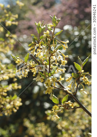 Natuzumi flowers 30946241