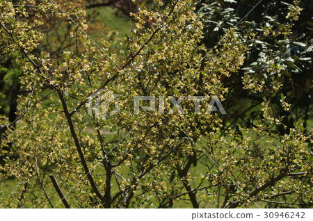 Natuzumi flowers 30946242