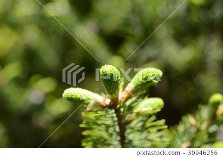 桃樹的萌芽 30946256