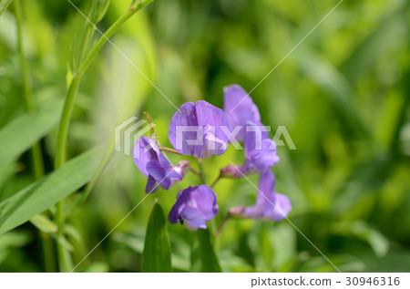 Lengtoux, consecutive grass Lengtoux, consecutive grass 30946316