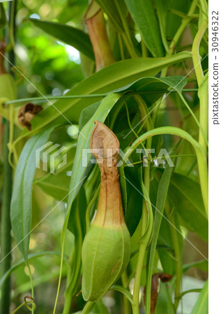 Nepenthes, Izukuzu Nepenthes, Izukuzu 30946322