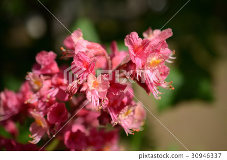 Safflower cinnamon · safflower Tochigi Safflower cinnamon · safflower Tochigi 30946337