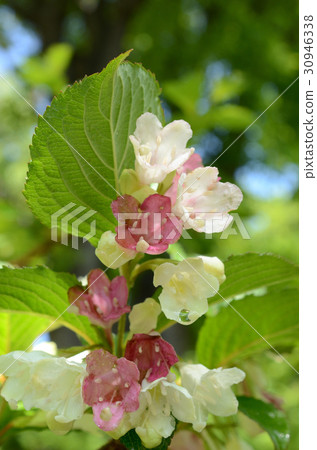 Keews和髮夾 Keews和髮夾 30946338