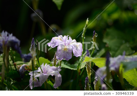 Hime Shaaga · Princess Shield 30946339