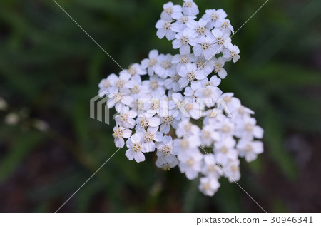 白花/西部鋸草白花 30946341