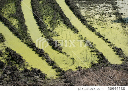 Ao midoro發酵發生稻田苔蘚氧氣泡Aoko 30946388