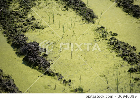 Ao midoro發酵發生稻田苔蘚氧氣泡Aoko 30946389