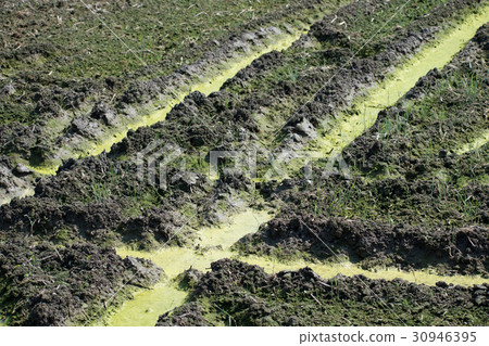 Ao midoro fermentation occurred paddy field moss oxygen bubbles Aoko 30946395