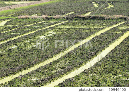 Ao midoro發酵發生稻田苔蘚氧氣泡Aoko 30946400