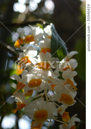 Dendbium Cilci Florum Dendbium Cilci Florum 30946424