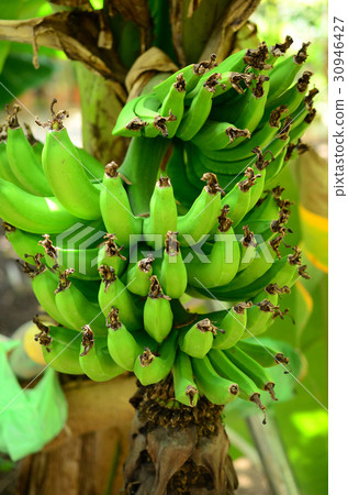 Sangjak香蕉·San-scale sweetcoa Sangjak香蕉·San-scale sweetcoa 30946427